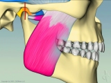 bruxing effects on muscles close up