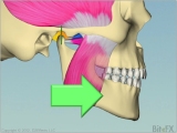 Bruxing effect on muscles close up