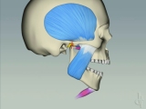 jaw muscle function